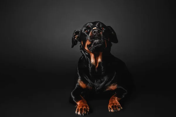 Rottweiler cão em um fundo preto no estúdio — Fotografia de Stock