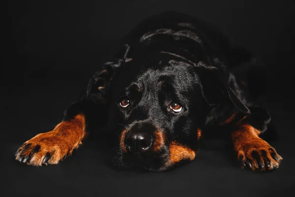 Собака-ротвейлер на черном фоне в студии — стоковое фото