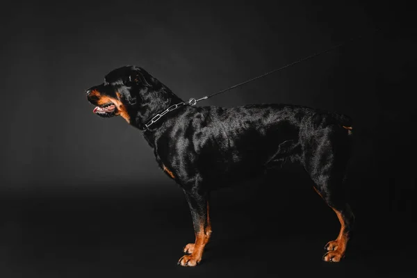 Rottweiler Hund auf schwarzem Hintergrund im Atelier — Stockfoto