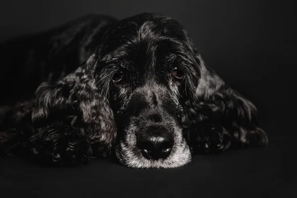 Beautiful old white-haired black spaniel dog portrait on black background — Stock Photo, Image