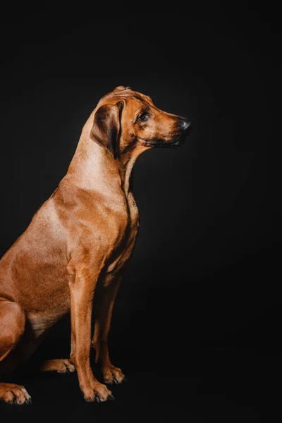 Rhodesian Ridgeback cão em um fundo preto — Fotografia de Stock