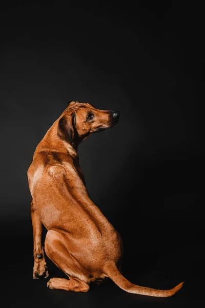 Rhodesian Ridgeback cão em um fundo preto — Fotografia de Stock