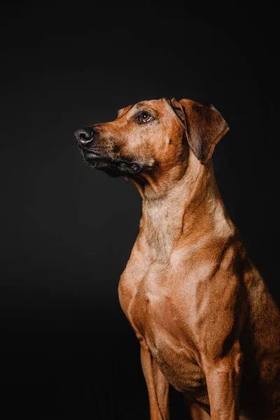 Rhodesian Ridgeback perro sobre un fondo negro —  Fotos de Stock