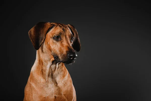 Rhodesian Ridgeback cão em um fundo preto — Fotografia de Stock