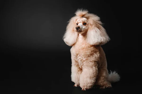 Miniature poodle dog on a black background in the studio — Stock Photo, Image
