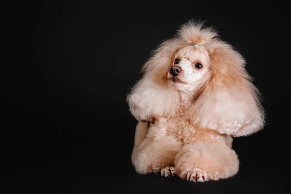 Miniatuur poedel hond op een zwarte achtergrond in de studio — Stockfoto