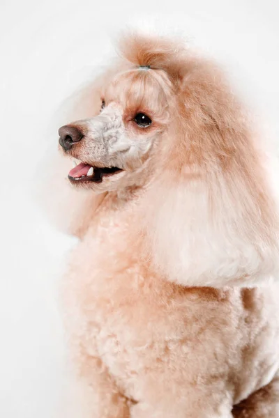 Prachtige miniatuur poedel hond op een witte achtergrond — Stockfoto