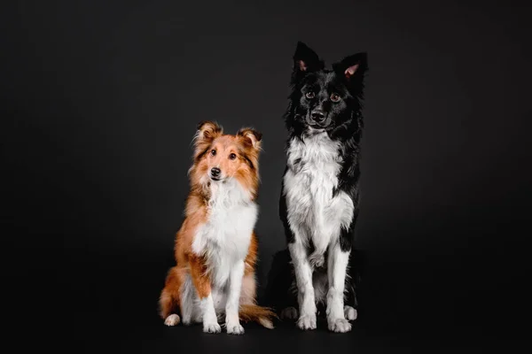 Shetland-Schäferhund und Border-Collie-Hund sitzen zusammen auf schwarzem Hintergrund im Studio — Stockfoto