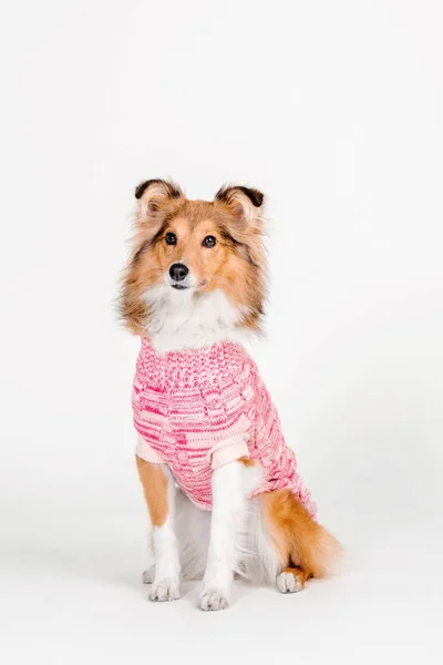 Shetland Sheepdog wearing a pink knitted sweater  on a hite background — Stock Photo, Image