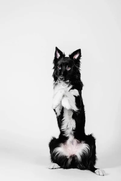 Negro y blanco borde collie cachorro sobre un fondo blanco en el estudio — Foto de Stock