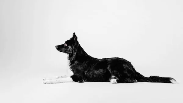 Filhote de cachorro collie borda preto e branco em um fundo branco no estúdio — Fotografia de Stock