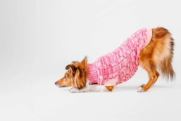 Shetland Sheepdog dragen van een roze gebreide trui op de achtergrond van een hite — Stockfoto