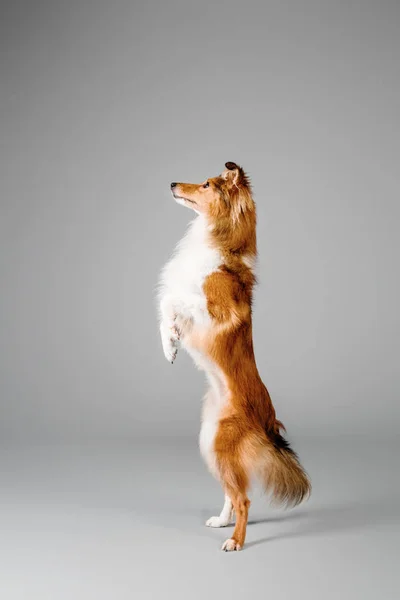 Shetland Sheepdog em um fundo cinza — Fotografia de Stock