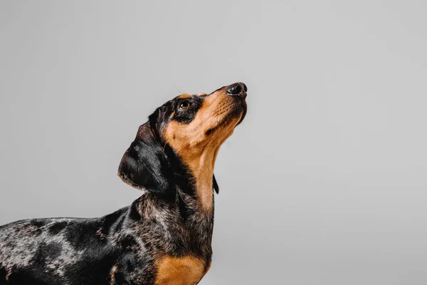 Indah marmer dachshund pada latar belakang abu-abu — Stok Foto