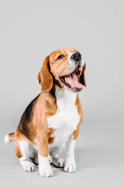 Gri bir arka plan üzerinde güzel beagle köpek — Stok fotoğraf