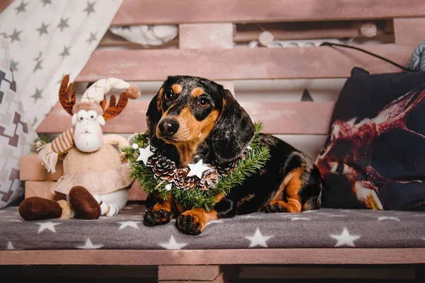Beautiful marble with red tan points dachshund dog wearing a Christmas wreath lying down on a sofa. New Year holidays — Stock Photo, Image