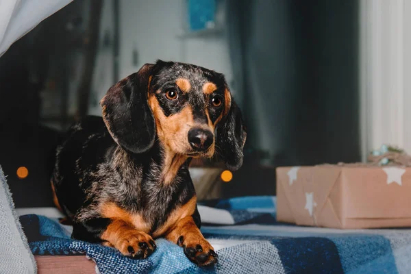 Dachshund köpek gece şehir ışıkları arka camda Noel hediye kutuları oturan kırmızı tan ile güzel mermer Puan