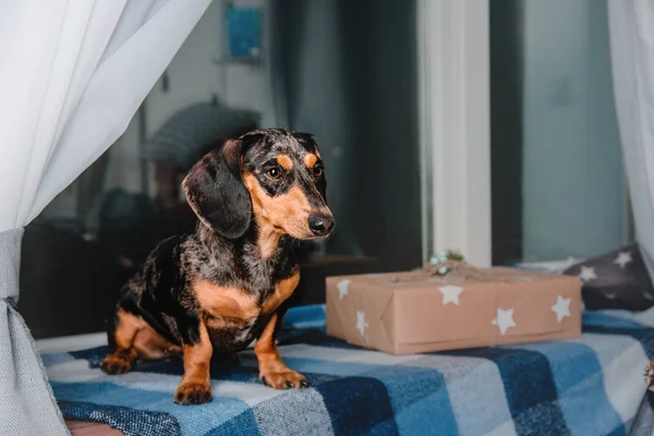 Dachshund köpek gece şehir ışıkları arka camda Noel hediye kutuları oturan kırmızı tan ile güzel mermer Puan