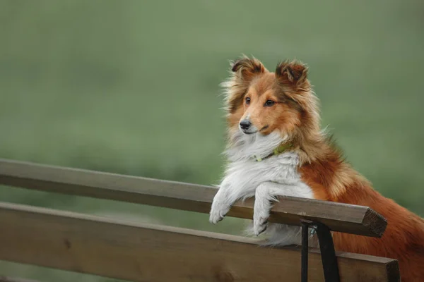 Šeltie červená pes venku — Stock fotografie