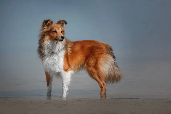 Червоний Шелті собаку за межі — стокове фото