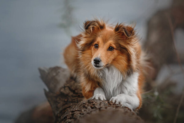 Red Sheltie dog outside