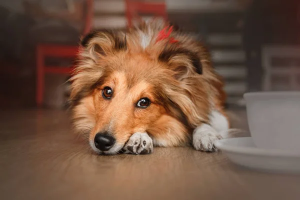 Roter Sheltie-Hund draußen — Stockfoto