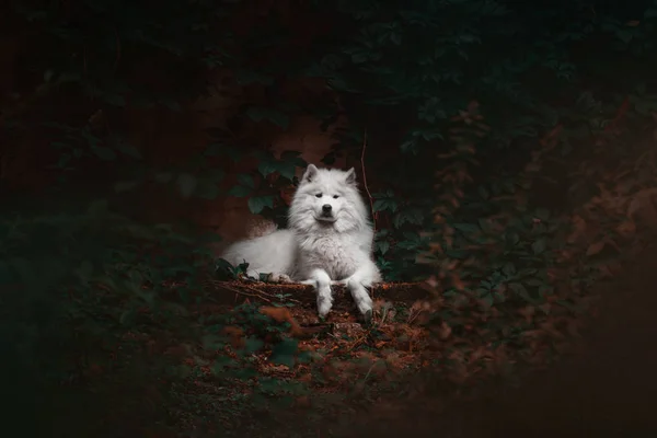 Samoyed dog lying outdoor — Stock Photo, Image