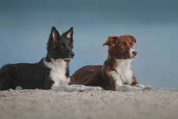 Trained cute dogs lying at beach at daytime