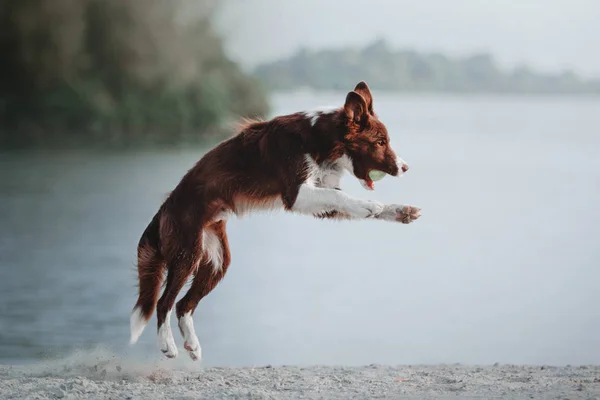 Frontera Collie perro — Foto de Stock
