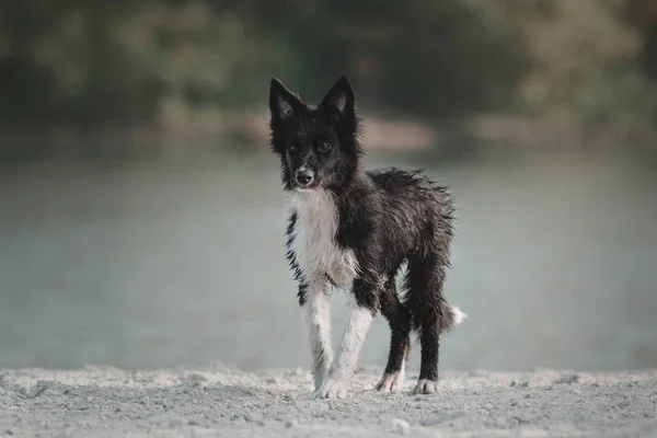 Border Collie cucciolo — Foto Stock