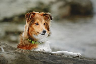 shetland çoban köpeği portresi
