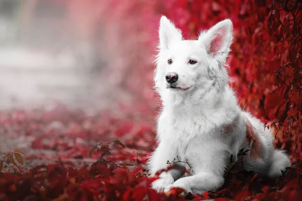 白の雑種犬の肖像画 — ストック写真
