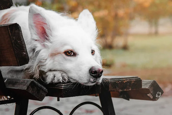 Porträt eines weißen Mischlingshundes — Stockfoto