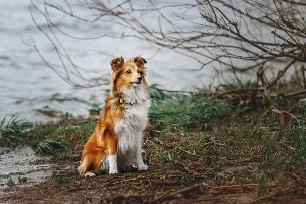 Porträt eines Shetland-Schäferhundes — Stockfoto