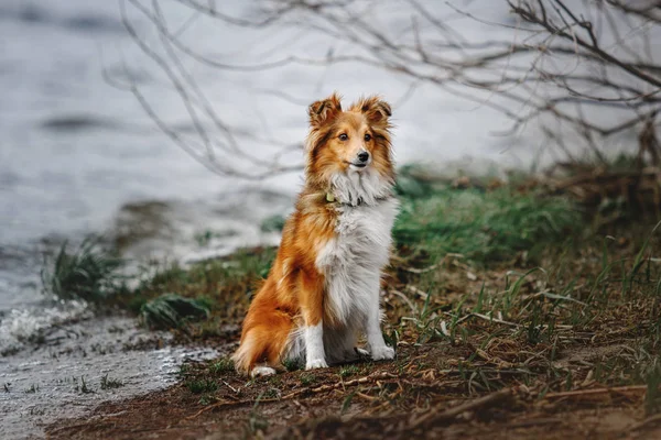 Retrato de un perro pastor de shetland —  Fotos de Stock