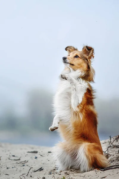 Retrato de un perro pastor de shetland — Foto de Stock