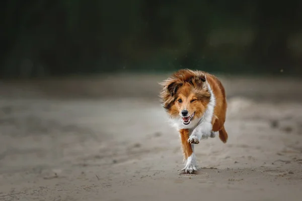 Retrato de un perro pastor de shetland — Foto de Stock