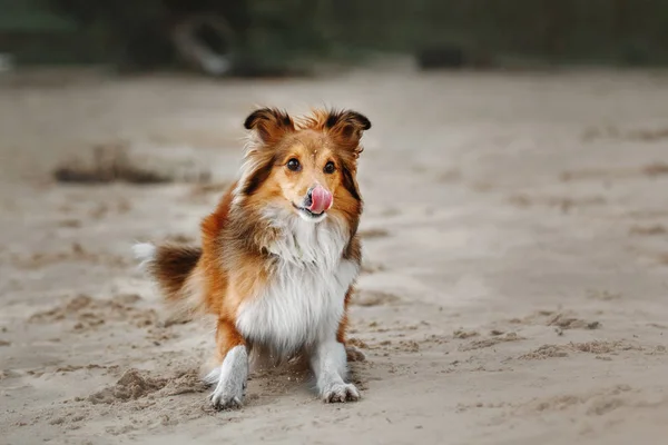 Retrato de un perro pastor de shetland —  Fotos de Stock