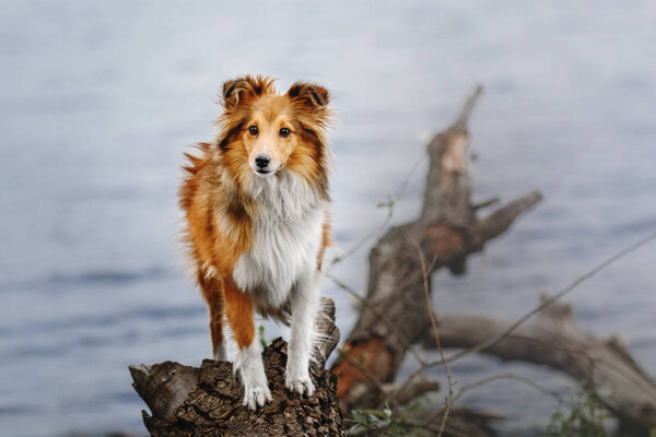 Portrait of a Shetland Sheepdog