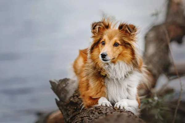 Porträt eines Shetland-Schäferhundes — Stockfoto