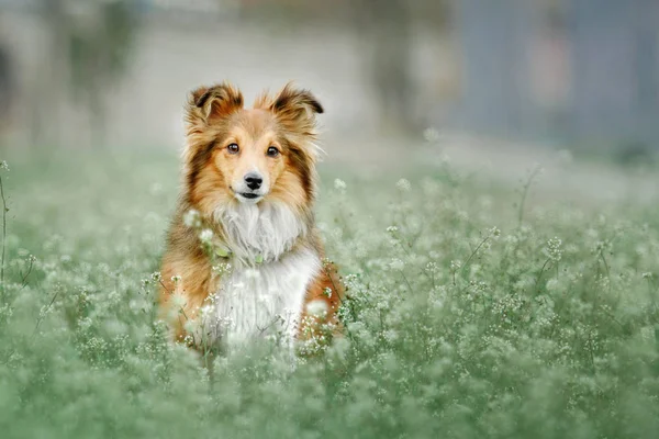 Retrato de un perro pastor de shetland —  Fotos de Stock