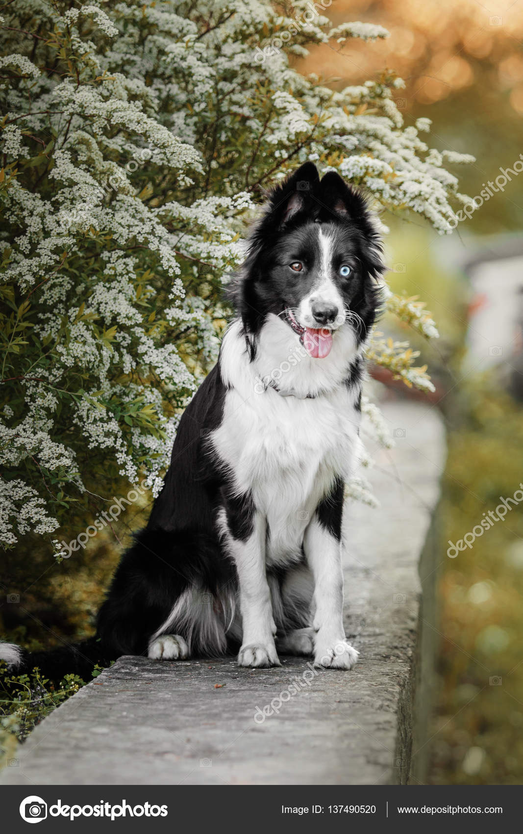 Cute dog border collie