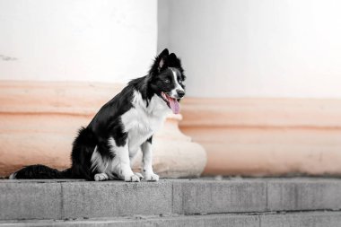 sevimli köpek kenar kömür ocağı