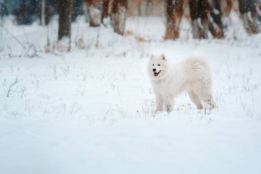 Samoined dog in the winter