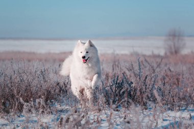 Güzel beyaz Samoyed köpek doğurmak karlı bir alan üzerinde çalışır