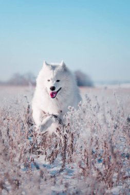 Güzel beyaz Samoyed köpek doğurmak karlı bir alan üzerinde çalışır