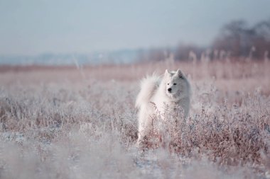 Güzel beyaz Samoyed köpek doğurmak karlı bir alan üzerinde çalışır