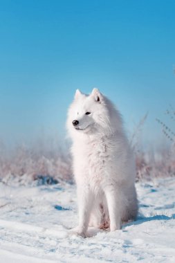 Güzel beyaz Samoyed köpek doğurmak karlı bir alan üzerinde çalışır