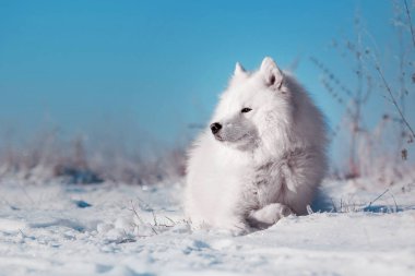 Güzel beyaz Samoyed köpek doğurmak karlı bir alan üzerinde çalışır