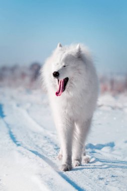 Güzel beyaz Samoyed köpek doğurmak karlı bir alan üzerinde çalışır
